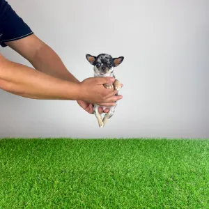 Chihuahua - Lido