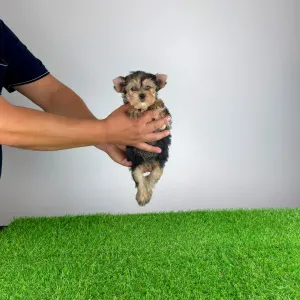 Yorkshire terrier - Error