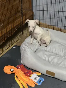 Charcik włoski - Yolanda