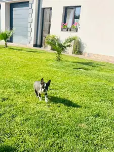 Boston Terrier - Carlos