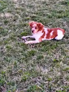 Brittany Spaniel - Sofia