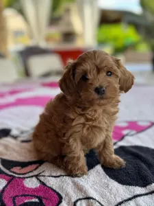 Pudla - patuljasta - Barack
