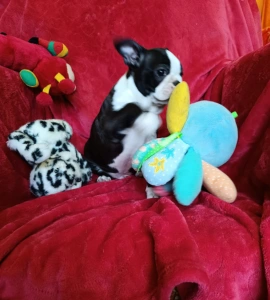 Boston Terrier - Erni