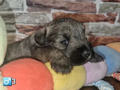Miniature Schnauzer - J Male3