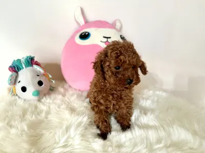 Törpe uszkár - Fendi