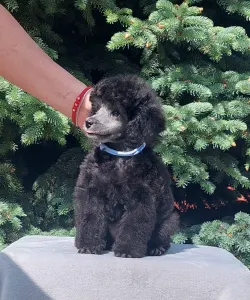Barbone nano - Odin