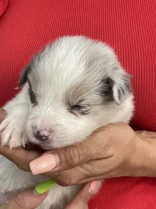 Border Collie - Bounty/slate Sable Kan