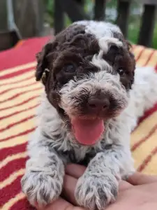 Lagotto Romanjolo - Dingo Royal Town Of Bobovac 