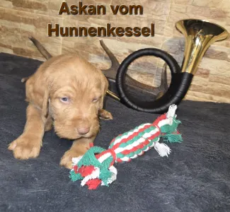 Hungarian Wire-haired Vizsla - Askan Vom Hunnenkessel