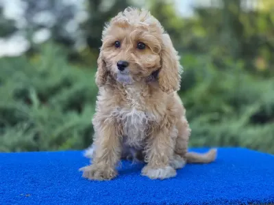 Cavapoo - Miles