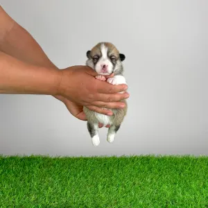 Welsh Corgi Pembroke - Zyrus