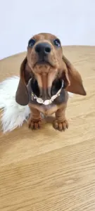 Dachshund - Angelique