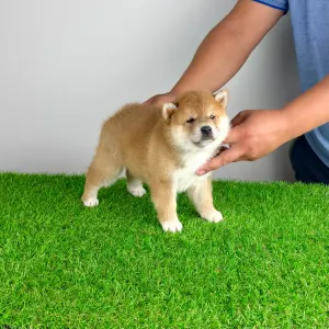 Shiba Inu - Whoops