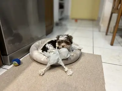 Biewer terrier - Quentin (biro)