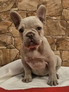 Francia bulldog - Blanka