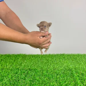 Chihuahua - Joky