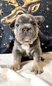 Bulldog francese - Steel Wing Bullz Orion