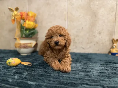 Barbone nano - Goofy