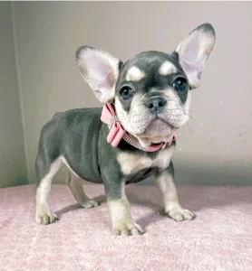 French Bulldog - Melissa