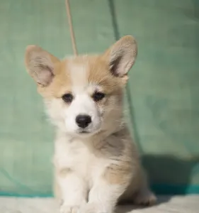 Welsh Corgi Pembroke - Calvin