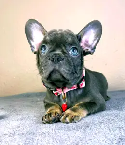 Francia bulldog - Daisy