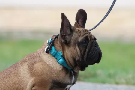 Francia bulldog - Hajósbulldy Milkman