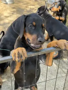 Dobermann - Kincsem