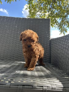 Poodle Miniature - Otis