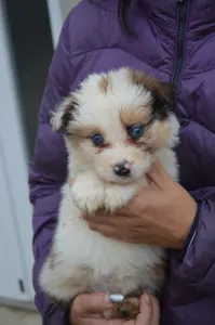 Border Collie - Atlantic