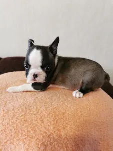 Boston Terrier - Wide Wings Bunny