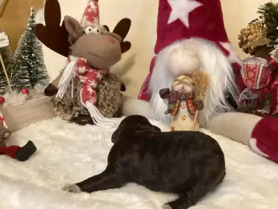 Lagotto Romagnolo - Boróka