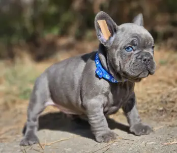 Bulldog francez - Sky
