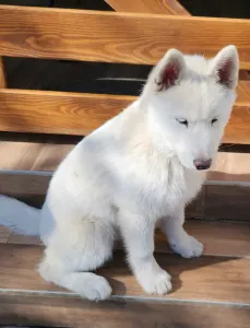 Siberian Husky - Ametiszt Of Polar Moonlights