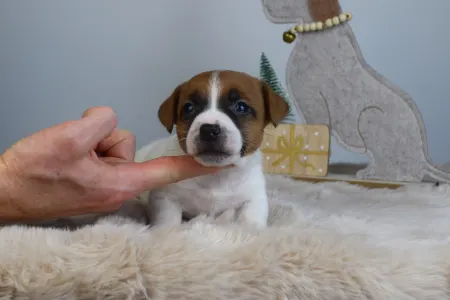 Jack Russell Terrier - Gold Leash Utamaro