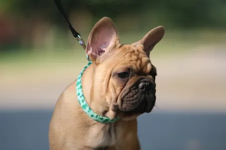 French Bulldog - Yoda