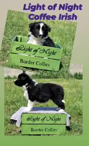 Border Collie - Light Of Night Coffee Irish