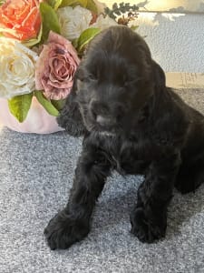 Cocker spaniel angielski - Lord