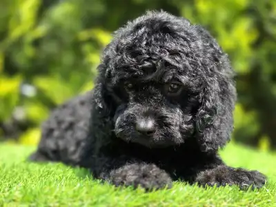 Cavapoo - Mendosa