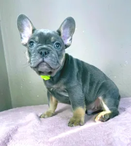 Francouzský buldoček - Brad