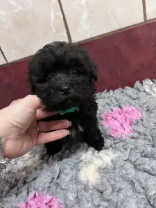 Bolończyk kolorowy - Anatolij