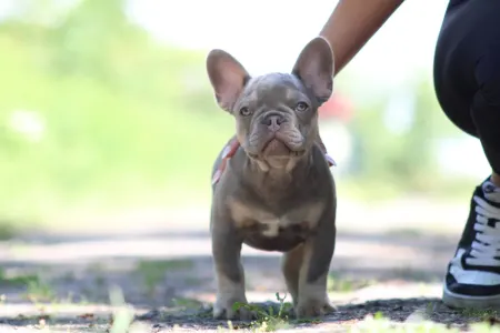 Francia bulldog - Vodka