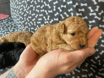 Trpasličí pudl - Dave