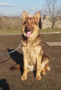German Shepherd Dog - Bwich