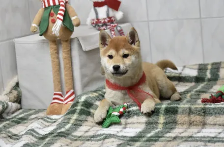 Shiba - Bravados Bara