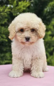 Cavapoo - Franca