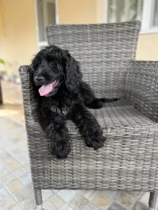 Portuguese Water Dog - Bailey