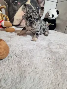 Французский бульдог - Black And Tan Girl