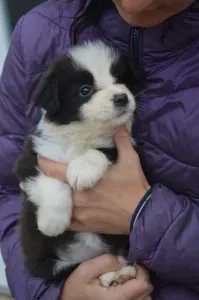 Border Collie - Milano