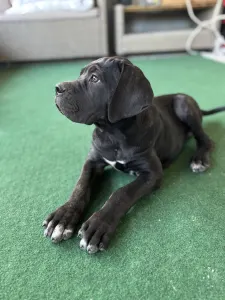 Chien de cour italien - Briana