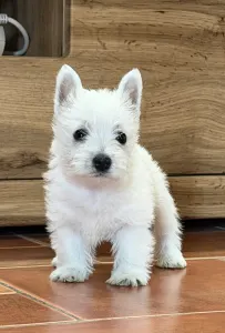 West Highland White Terrier - Athos